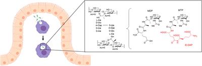 Multiscale Invasion Assay for Probing Macrophage Response to Gram-Negative Bacteria